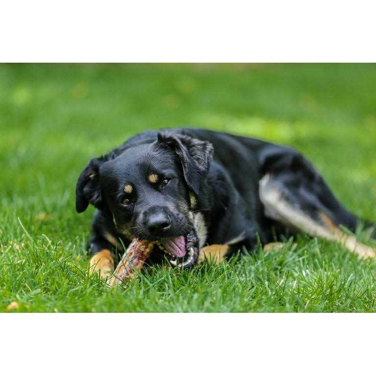 12 Beef Trachea Dog Treats X673981