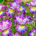 Siberian Iris Dormant Bare Root Perennial Plants, 3-Pack V121904