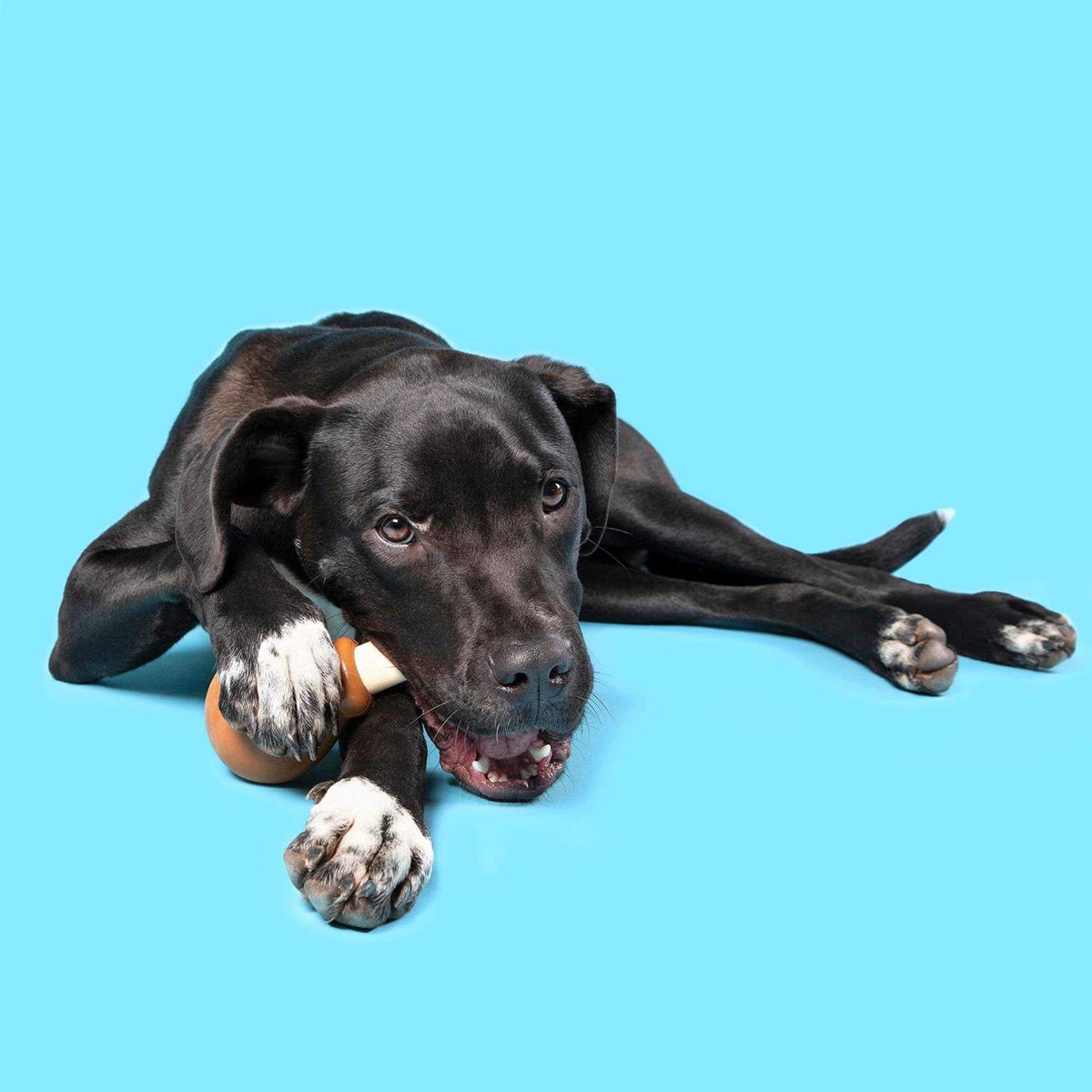 Super Chewer Drumstick Dog Toy P571