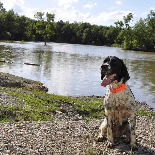 Waterproof Dog Collar M77559