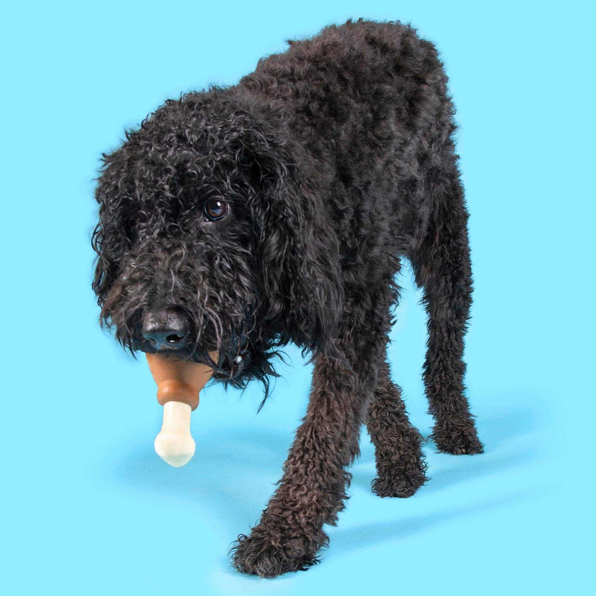 Super Chewer Drumstick Dog Toy P571