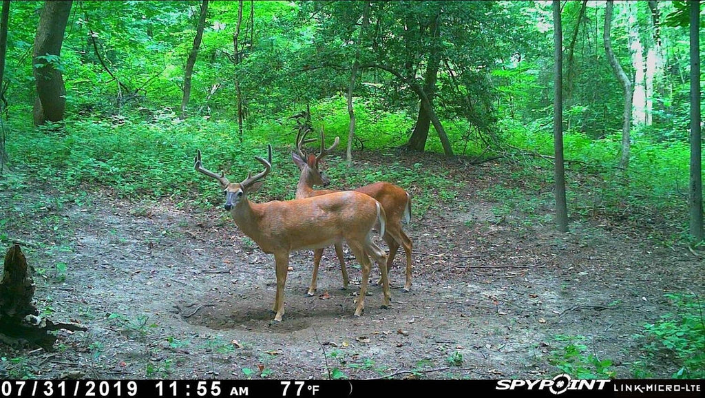 Cellular Trail Camera Twin Pack with SD Cards and Microfiber Cloth Screen Cleaner K359226