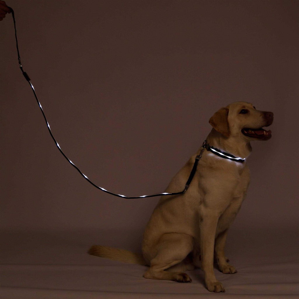 LED Dog Leash with Flashing Light C768390