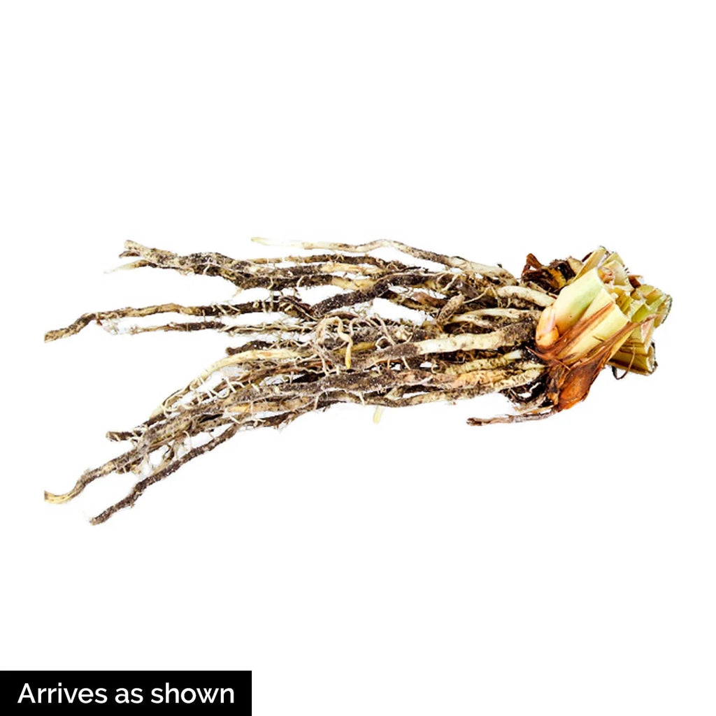 Siberian Iris Dormant Bare Root Perennial Plants, 3-Pack V121904