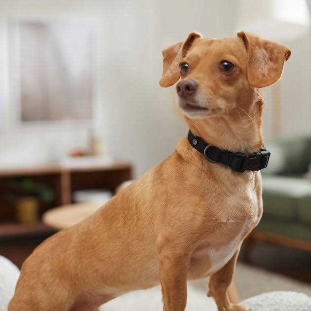 Dog Collar F126033