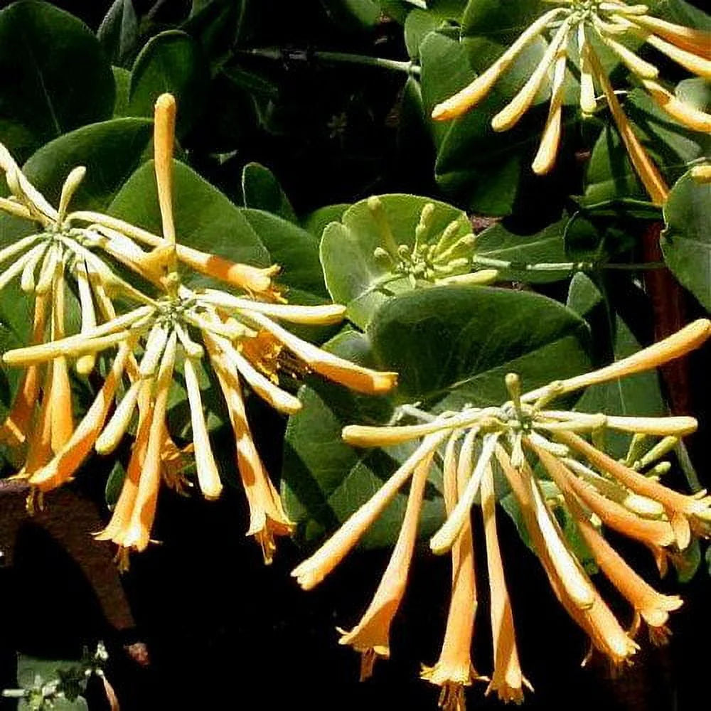 Climbing Honeysuckle Vine 2.5 Pot H13440