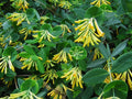 Climbing Honeysuckle Vine 2.5 Pot H13440