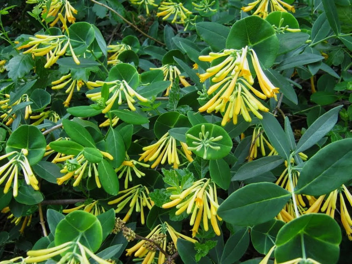 Climbing Honeysuckle Vine 2.5 Pot H13440