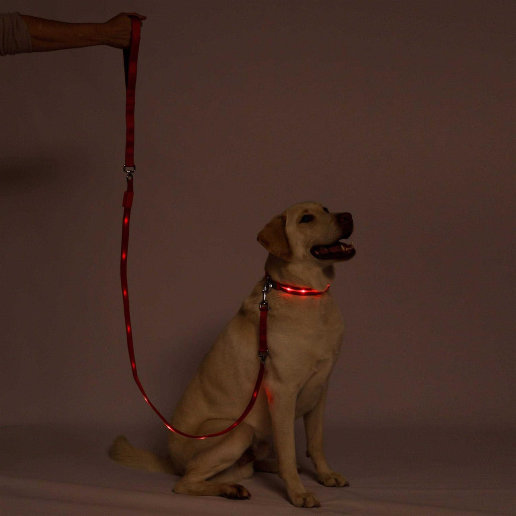LED Dog Leash with Flashing Light C768390