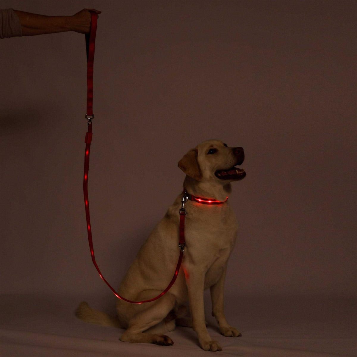 LED Dog Leash with Flashing Light C768390