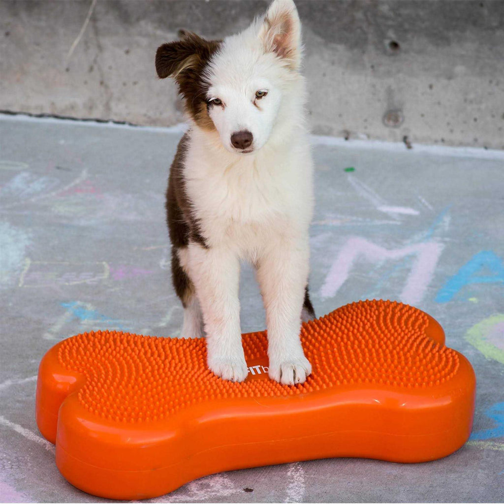 Agility Training Pet Supplies H4737