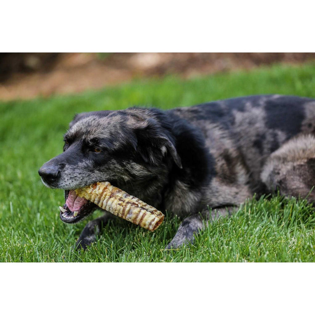12 Beef Trachea Dog Treats X673981