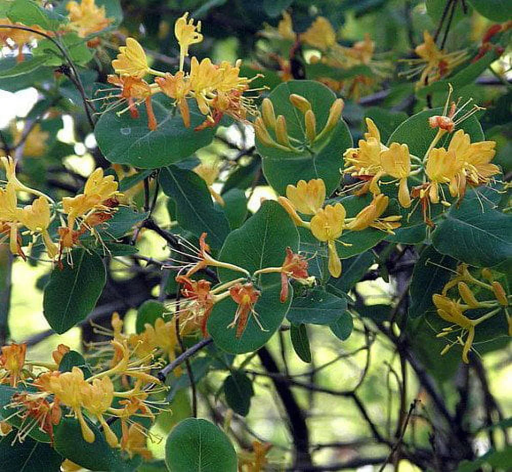 Climbing Honeysuckle Vine 2.5 Pot H13440