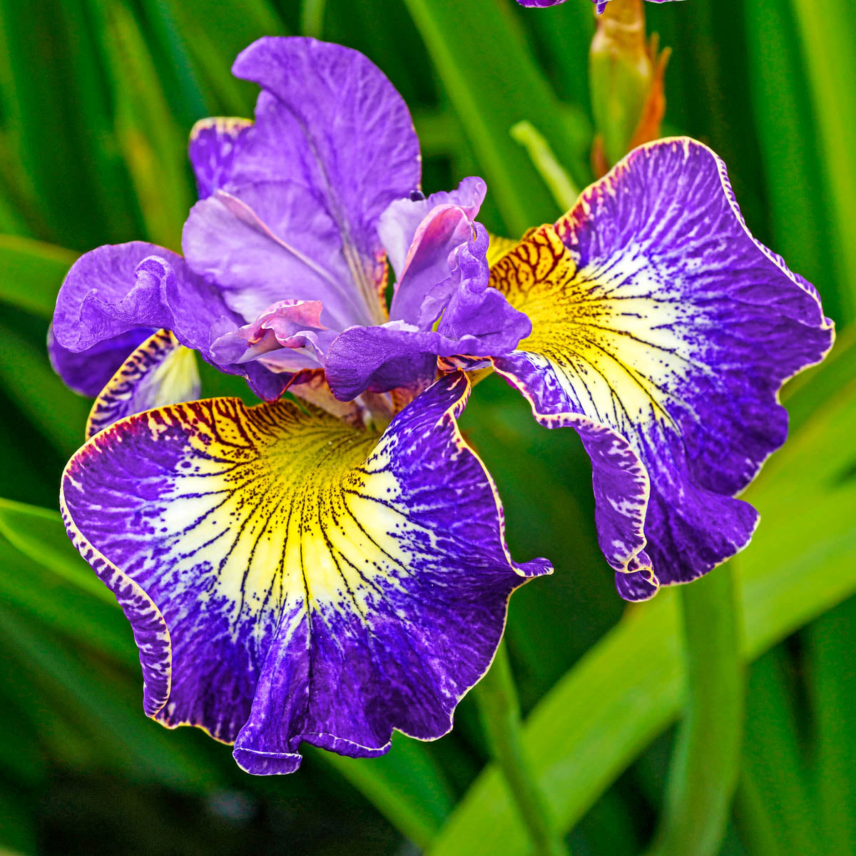 Siberian Iris Dormant Bare Root Perennial Plants, 3-Pack V121904