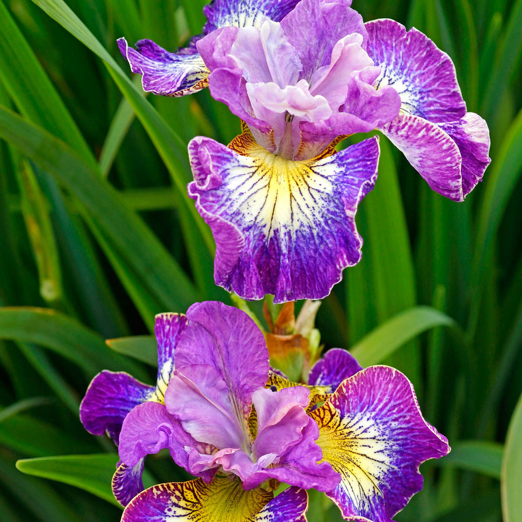 Siberian Iris Dormant Bare Root Perennial Plants, 3-Pack V121904