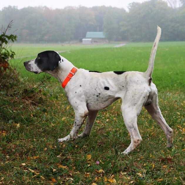 Waterproof Dog Collar M77559